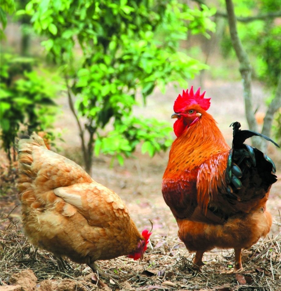 滑液囊支原体病程长，笼养鸡不易被发现，经常给养鸡生产造成难于弥补的损失